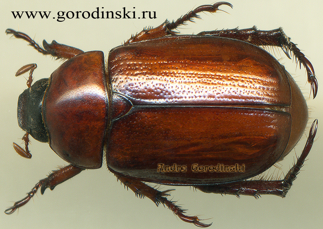 http://www.gorodinski.ru/scarabs/Anomala dorsalis fraterna.jpg